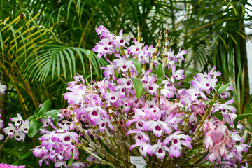 Obraz premium デンドロビウム・ビゼン「アケボノ」 Dendrobium Bizen 'Akebono'