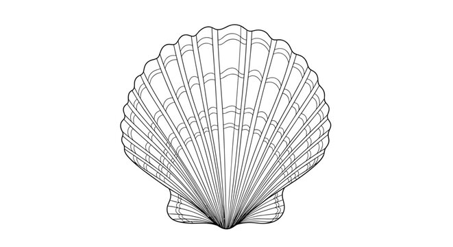 A minimalist line art illustration of a scallop shell in a simple and elegant design style