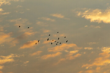 Obraz premium flock of birds flying in the sky at sunset, nature series