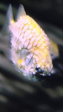 Australian pineapplefish Cleidopus gloriamaris aka mailfish fish underwater in sea