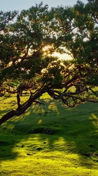 Aerial drone shot of flying above til trees in idyllic Fanal Laurisilva forest on sunset. Madeira island, Portugal. Slide trucking shot