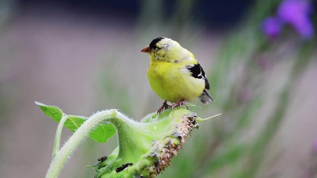 Closeup of a male American Goldfinch sleeping on a sunflower in Minnesota