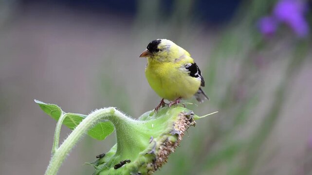 Closeup of a male American Goldfinch sitting on a sunflower in Minnesota