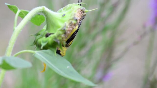 Closeup of a male American Goldfinch feeding on a sunflower in Minnesota