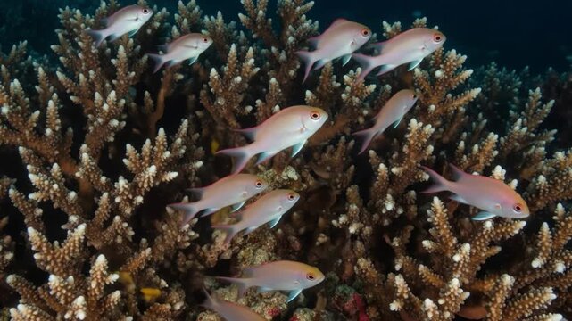 Fish swim amid staghorn coral in blue water