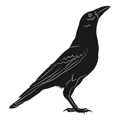 Fototapeta premium Crow silhouette vector design eps 3