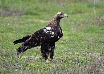 Fototapeta premium a majestic imperial eagle (aquila adalberti) on spain