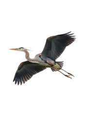 白い背景を背景に、青みがかった灰色の羽を持つアオサギが翼を広げて飛行する姿を捉えた、自然の美しさと優雅さを表現した写真素材