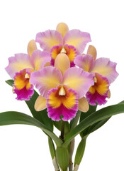 白背景に咲くピンクと黄色の美しいカトレアの花束。鮮やかな色彩が目を引く、熱帯植物の優雅な姿を捉えたクローズアップ写真。