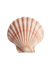 白い背景にピンクとベージュの縞模様が美しい、自然でリアルなホタテ貝の殻のクローズアップ写真。夏のビーチや海洋生物、自然素材をテーマにしたデザインに最適な、清潔感のあるスタジオショット。