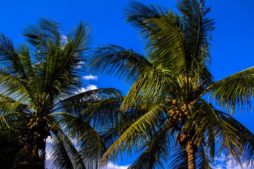 Obraz premium Lush green coconut palm trees laden with fruit against a bright blue tropical sky. This vibrant image evokes feelings of summer, paradise, and exotic travel, 