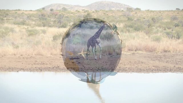 Giraffe walking water edge as wildlife globe overlay appearing plane icons rotating giraffe pausing