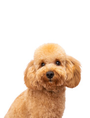 portrait of a dog no background