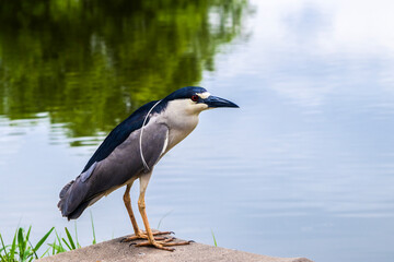 Fototapeta premium A Black-crowned Night-Heron (Nycticorax nycticorax) stands on a grassy bank. This nocturnal bird, with its striking black, white, and grey plumage, is a common sight in wetlands worldwide.