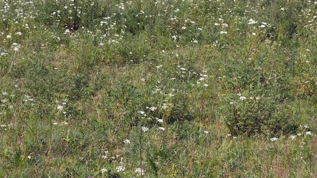 Video of Altai meadow with wild flowers and herbs. Natural floral background.