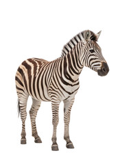 白い背景に立つシマウマの全身像。黒と白の縞模様が特徴的な野生動物のポートレート。サバンナや動物園のテーマ、教育コンテンツ、デザイン素材に最適な、清潔感のあるスタジオ撮影。