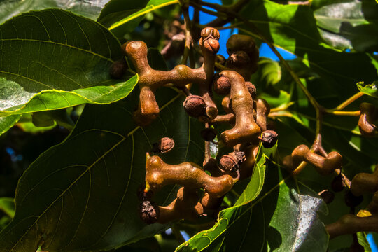 Swelled Raisin Dulcis Images – Browse 4,648 Stock Photos, Vectors, and Video | Adobe Stock