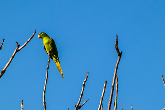 maritacas (Pionus) or brazilian parrots landed on a dry tree in Brazil