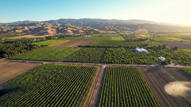 Aerial drone view of vineyard fields during sunset