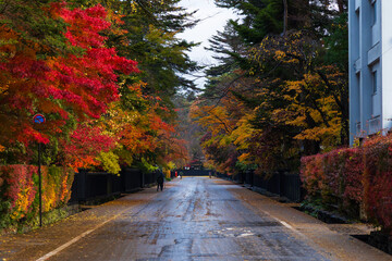 Naklejka premium 日本の風景・秋 秋田 紅葉の角館武家屋敷通り