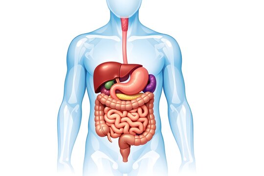 Transparent Human Body Showing Digestive Organs Inside Torso Medical Anatomy Vector Illustration