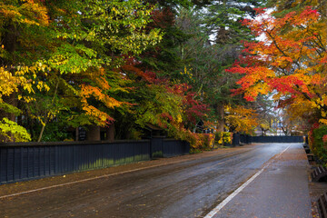 Obraz premium 日本の風景・秋 秋田 紅葉の角館武家屋敷通り