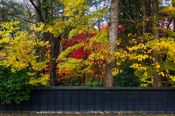 Fototapeta premium 日本の風景・秋 秋田 紅葉の角館武家屋敷通り