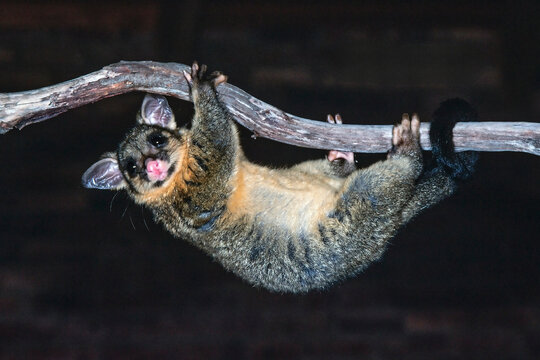 Common Brush-tailed Possum on tree branch