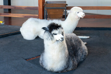 Fototapeta premium Two alpacas resting on a dark mat in an indoor enclosure. One alpaca has fluffy white wool, while the other features grey and white fur with a dark head. Cute animals sitting inside a stable.
