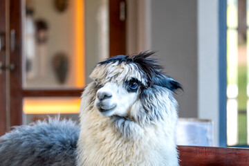 Detailed close-up portrait of a funny black and white alpaca with a unique hairstyle. Fluffy wool and expressive eyes of the animal in a blurred indoor setting. High quality nature photography. © sirawut