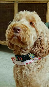 vertical portrait of cockapoo dog sitting and looking up