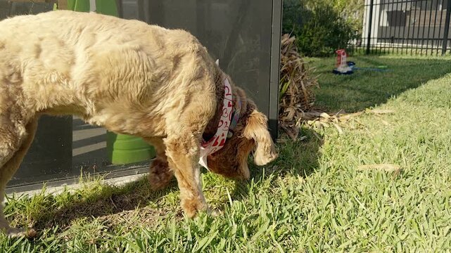cockapoo dog sniffing grass in backyard on sunny day