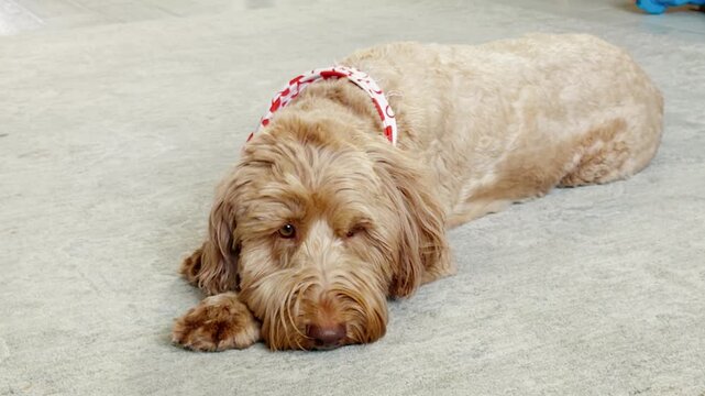 cute cockapoo dog lying on carpet looking at camera