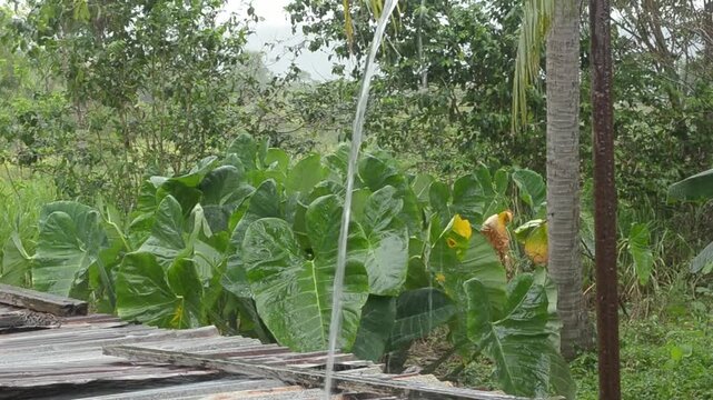 Harvesting Water For Storage In A Zinc Covered Tank