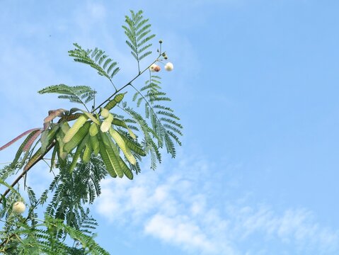 Leucaena leucocephala (river tamarind) tree branch with green seed pods and white flowers against blue sky. Copy spsce