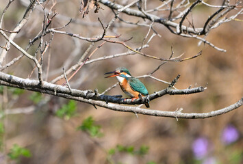 木の枝に留まって水生昆虫を食べているカワセミ © cube197