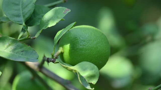 Green Key lime growing on tree branch. Its common name is&nbsp;West Indian lime, Mexican lime,&nbsp;Egyptian lime and Citrus&nbsp;aurantiifolia.
 It&nbsp;is a type of&nbsp;lime. Green lemon.