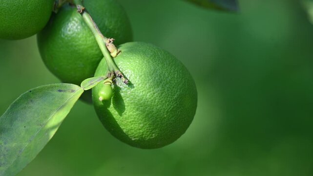 Green Key lime growing on tree branch. Its common name is&nbsp;West Indian lime, Mexican lime,&nbsp;Egyptian lime and Citrus&nbsp;aurantiifolia.
 It&nbsp;is a type of&nbsp;lime. Green lemon.
