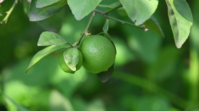 Green Key lime growing on tree branch. Its common name is&nbsp;West Indian lime, Mexican lime,&nbsp;Egyptian lime and Citrus&nbsp;aurantiifolia.
 It&nbsp;is a type of&nbsp;lime. Green lemon.