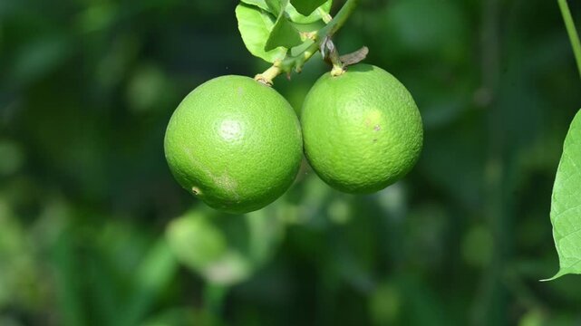 Green Key lime growing on tree branch. Its common name is&nbsp;West Indian lime, Mexican lime,&nbsp;Egyptian lime and Citrus&nbsp;aurantiifolia.
 It&nbsp;is a type of&nbsp;lime. Green lemon.