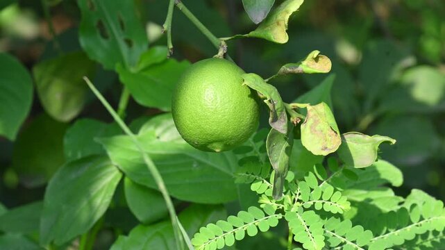 Green Key lime growing on tree branch. Its common name is&nbsp;West Indian lime, Mexican lime,&nbsp;Egyptian lime and Citrus&nbsp;aurantiifolia.
 It&nbsp;is a type of&nbsp;lime. Green lemon.