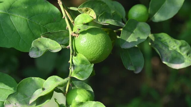 Green Key lime growing on tree branch. Its common name is&nbsp;West Indian lime, Mexican lime,&nbsp;Egyptian lime and Citrus&nbsp;aurantiifolia.
 It&nbsp;is a type of&nbsp;lime. Green lemon.