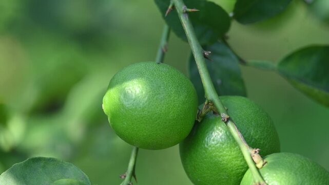 Green Key lime growing on tree branch. Its common name is&nbsp;West Indian lime, Mexican lime,&nbsp;Egyptian lime and Citrus&nbsp;aurantiifolia.
 It&nbsp;is a type of&nbsp;lime. Green lemon.