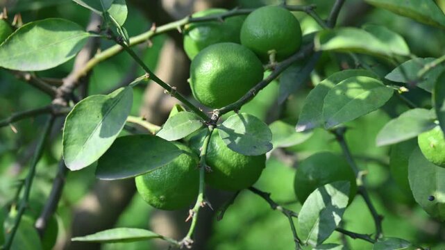 Green Key lime growing on tree branch. Its common name is&nbsp;West Indian lime, Mexican lime,&nbsp;Egyptian lime and Citrus&nbsp;aurantiifolia.
 It&nbsp;is a type of&nbsp;lime. Green lemon.