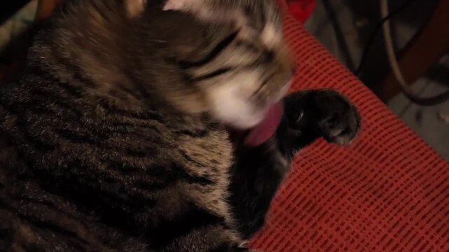 Gato acical&aacute;ndose
