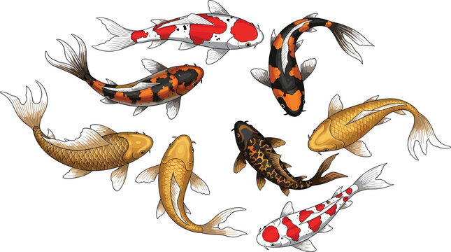 Realistic Koi Fish Collection with Colorful Japanese Carp Swimming in Pond for Aquarium Design, Garden Decoration, and Asian Culture Illustration.