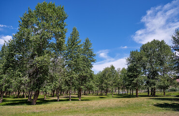Obraz premium Photo of floodplain poplar forest near the river Kyzylshin in Altai.