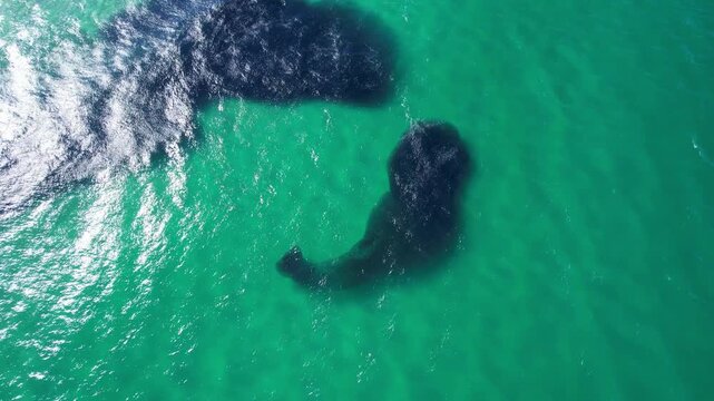 Aerial View of Massive Bait Ball Formed by School of Fish Off the Coast