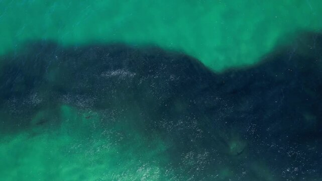 Massive Bait Ball in Brunswick Ocean with Shark Swimming Among Thousands of Fish - drone shot