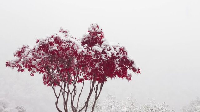 The snowflakes falling everywhere, covering the red maple leaves with a blanket of snow, 4k slow motion footage b roll shot, loop able effect.